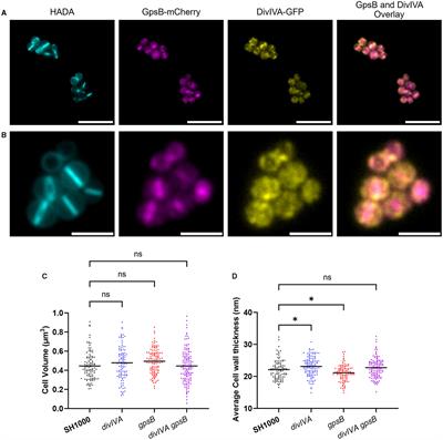 The roles of GpsB and DivIVA in Staphylococcus aureus growth and division